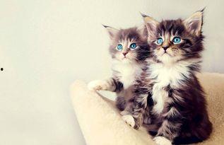 娱乐吃瓜酱小猫咪