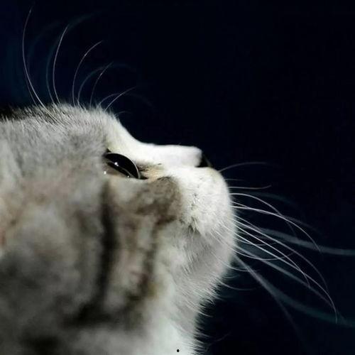 娱乐吃瓜酱小猫咪